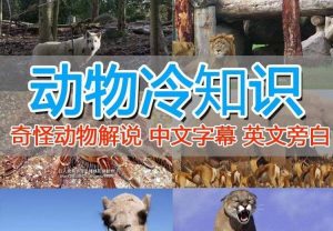 外面卖1699的国外纪录片解说（动物解说、美食、动画片）稳过中视频白米粥资源网-汇集全网副业资源白米粥资源网